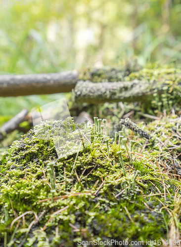 Image of ground cover vegetation