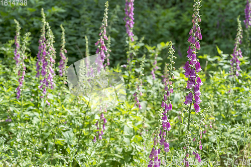 Image of common foxglove flowers