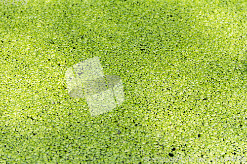 Image of green duckweed background