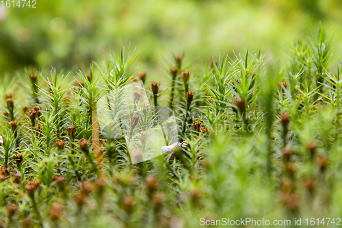 Image of moss spores closeup