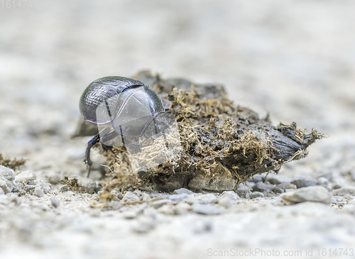 Image of dung beetle closeup