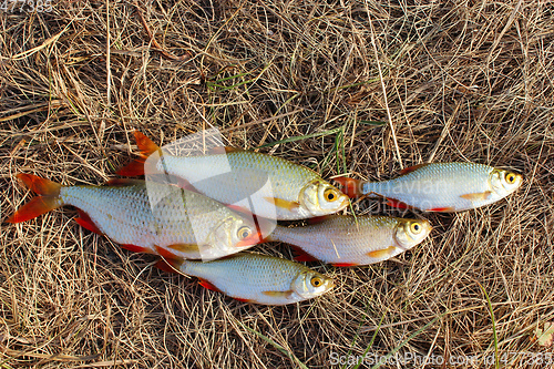 Image of Lucky fishing with caught rudd laying on the grass