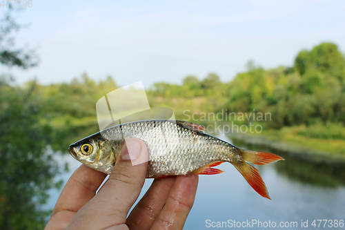 Image of rudd caught in the fishing on the background of river