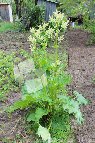 Image of big bush of rhubarb with flowers 