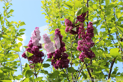 Image of beautiful flowers of lilac