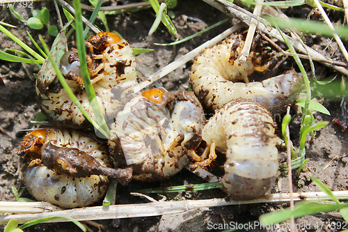 Image of cockchafer larvae