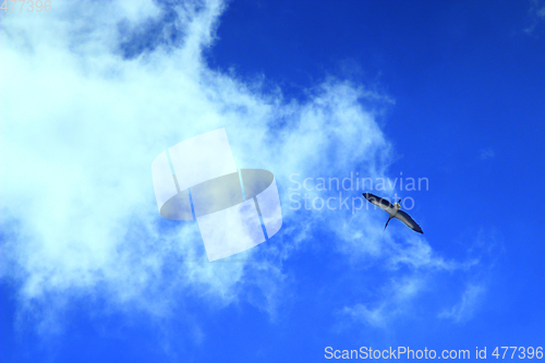 Image of stork flying in the sky