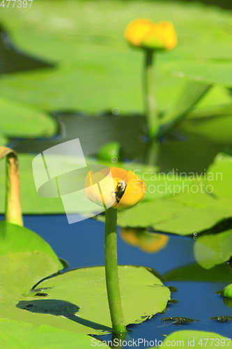 Image of bumblebee on the flower of Nuphar lutea