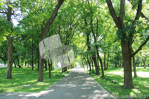 Image of Beautiful park with many green trees