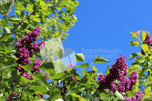 Image of flowers of lilac on the big bush