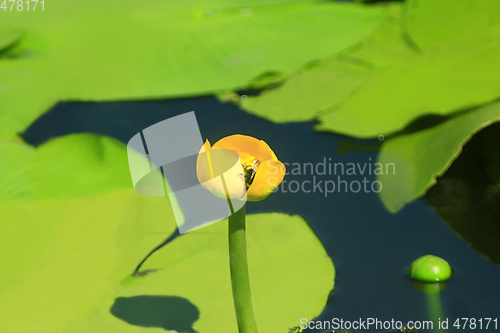 Image of yellow flower of Nuphar lutea