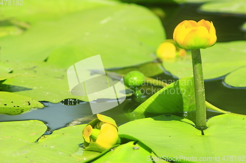 Image of yellow flower of Nuphar lutea