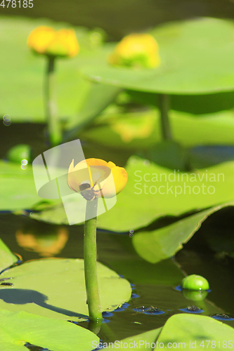 Image of yellow flower of Nuphar lutea