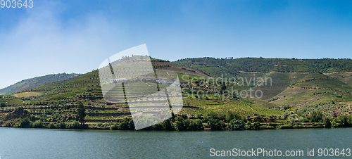 Image of Point of view shot of terraced vineyards in Douro Valley