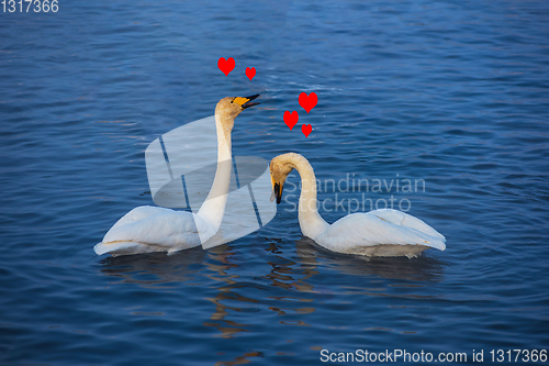 Image of Beautiful white whooping swans