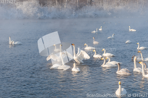 Image of Beautiful white whooping swans