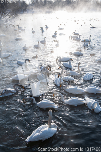 Image of Beautiful white whooping swans