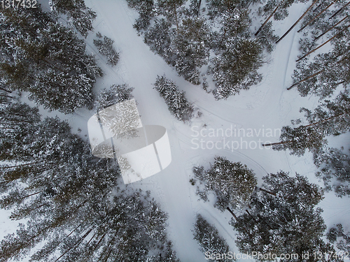Image of Aerial view of winter forest.