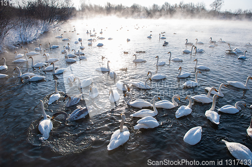 Image of Beautiful white whooping swans