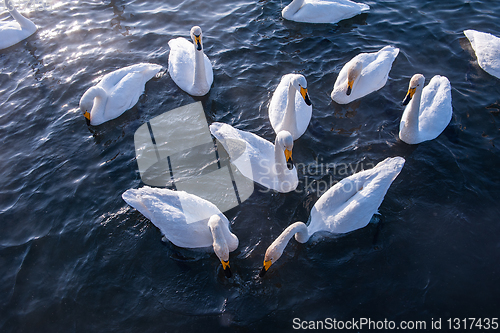 Image of Beautiful white whooping swans