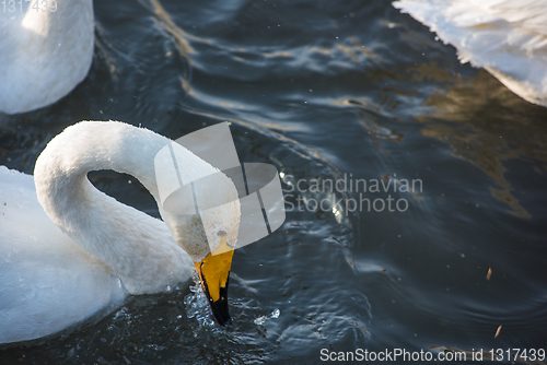 Image of Beautiful white whooping swans