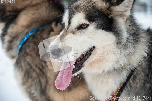 Image of Alaskan Malamute closeup portrait