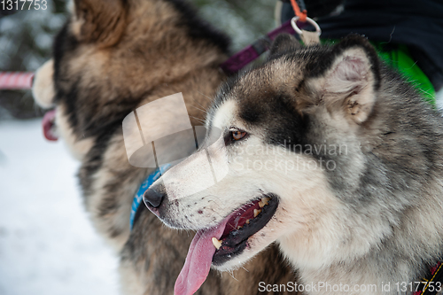 Image of Alaskan Malamute dog