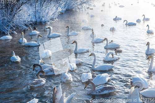 Image of Beautiful white whooping swans