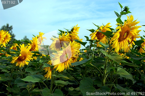 Image of sunflower