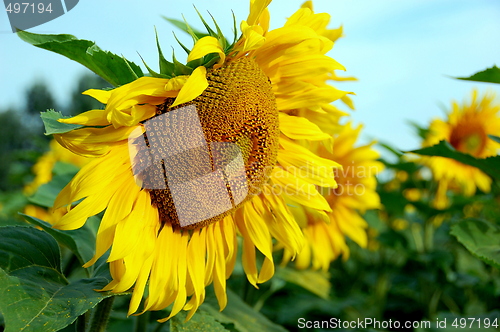 Image of sunflower