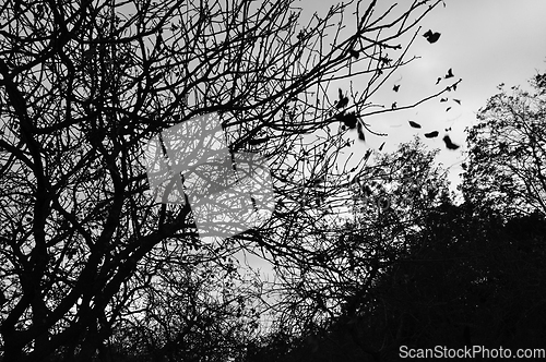 Image of falling leaves autumn landscape