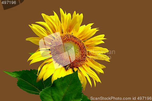 Image of sunflower