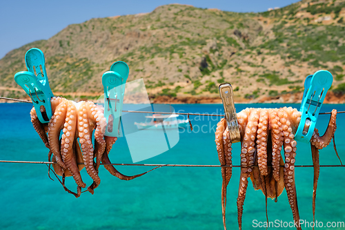 Image of Fresh octopus drying on rope on sun with turquoise Aegean sea on background, Crete island, Greece