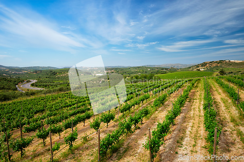 Image of Wineyard with grape rows