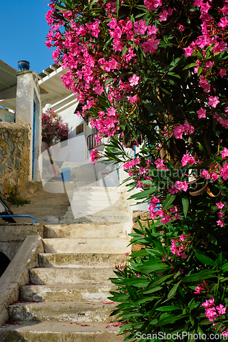 Image of Greek street with bougainvillea flowers