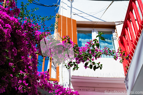 Image of Blooming bougainvillea flower with greek traditional house in background