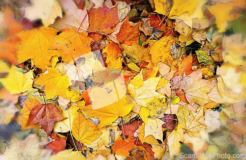 Image of Abstract bright autumn background from fallen leaves