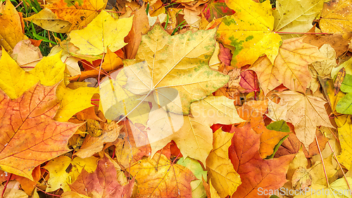 Image of Bright autumn background from fallen leaves of maple