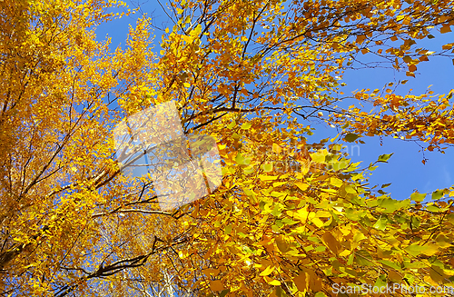 Image of Branch of autumn birch tree with bright yellow leaves