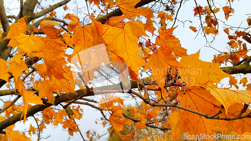 Image of Branches with bright leaves of autumn maple tree 