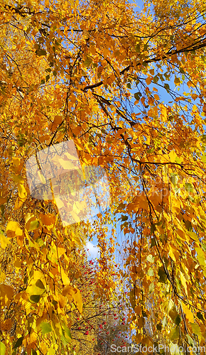 Image of Bright yellow autumn foliage of birch and ripened mountain ash b