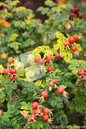 Image of Branches with dog-rose berries in autumn