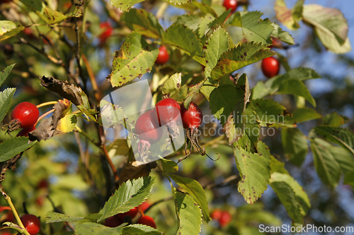 Image of Branches with dog-rose berries in autumn