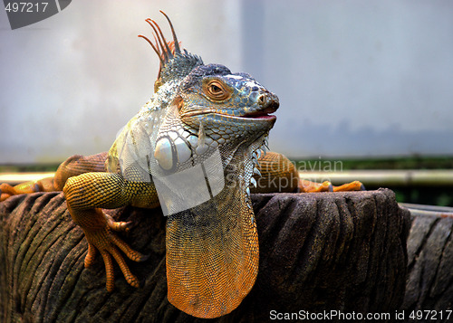 Image of Orange Iguana