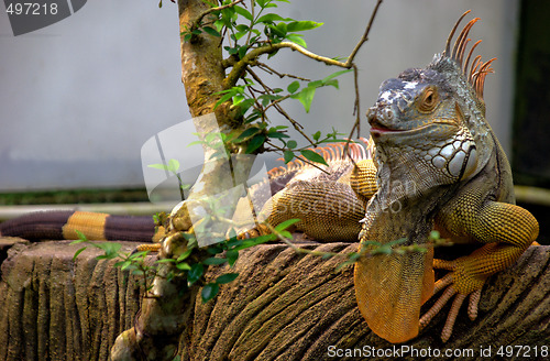 Image of Iguana and green foliage