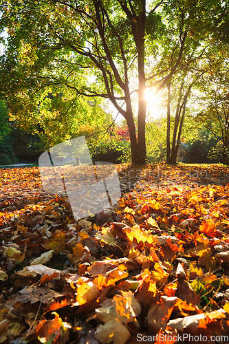 Image of Golden autumn fall October in famous Munich relax place - Englishgarten. Munchen, Bavaria, Germany