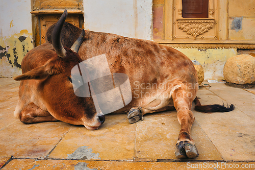 Image of Indian cow resting in the street