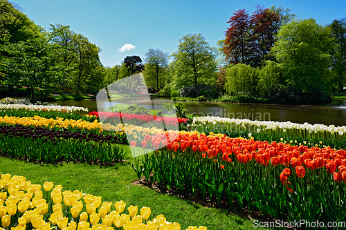 Image of Blooming tulips flowerbed in Keukenhof flower garden, Netherland