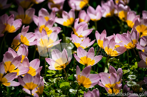 Image of Blooming tulips flowerbed in Keukenhof flower garden, Netherland