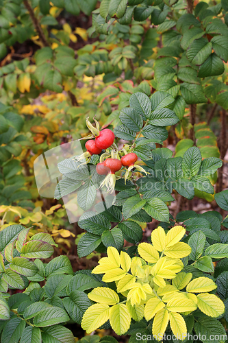 Image of Branches with dog-rose berries in autumn